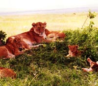 Masai Mara Lion Pride Masai Mara Lion Pride